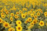 Photo: Helianthus annuus 21.