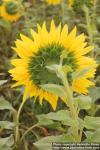 Photo: Helianthus annuus 23.