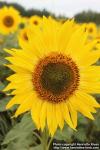 Photo: Helianthus annuus 28.