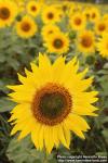 Photo: Helianthus annuus 29.