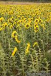 Photo: Helianthus annuus 32.