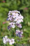 Photo: Hesperis matronalis 08.