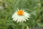 Photo: Helichrysum petiolare 2.