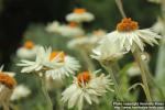 Photo: Helichrysum petiolare 6.