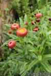 Photo: Helichrysum bracteatum 06.