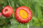 Photo: Helichrysum bracteatum 07.