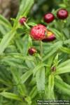 Photo: Helichrysum bracteatum 08.