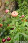 Photo: Helichrysum bracteatum 09.