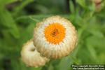 Photo: Helichrysum bracteatum 11.