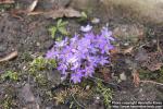 Photo: Hepatica nobilis 16.