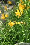 Photo: Hemerocallis dumortieri 4.