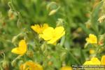 Photo: Helianthemum nummularium 09.