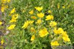 Photo: Helianthemum nummularium 10.