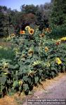 Photo: Helianthus annuus 10.