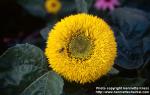 Photo: Helianthus annuus 13.