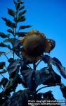 Photo: Helianthus annuus 14.