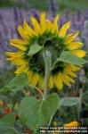 Photo: Helianthus annuus 5.