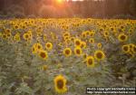 Photo: Helianthus annuus 6.