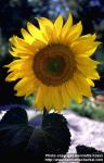 Photo: Helianthus annuus 9.