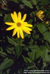 Photo: Helianthus tuberosus 1.