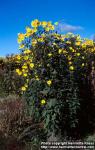 Photo: Helianthus tuberosus 5.