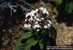 Photo: Heliotropium arborescens 1.