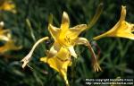 Photo: Hemerocallis lilioasphodelus 2.