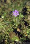 Photo: Hepatica nobilis 1.