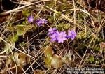 Photo: Hepatica nobilis 04.