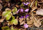 Photo: Hepatica nobilis 05.