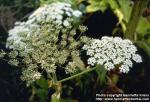 Photo: Heracleum mantegazzianum 2.