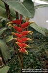 Photo: Heliconia 2.