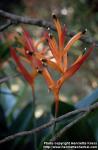 Photo: Heliconia psittacorum 1.