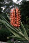 Photo: Hedychium coccineum 1.