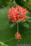 Photo: Hibiscus schizopetalus 5.