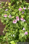 Photo: Hibiscus syriacus 1.