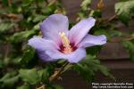 Photo: Hibiscus syriacus 3.