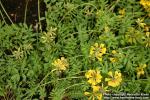 Photo: Hippocrepis comosa 2.