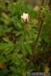 Photo: Hibiscus cannabinus.