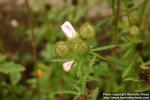 Photo: Hibiscus cannabinus 2.