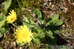 Photo: Hieracium pilosella 05.