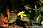 Photo: Hibbertia dentata 1.