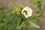 Photo: Hibiscus trionum 09.