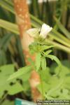 Photo: Hibiscus cannabinus 3.