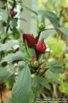 Photo: Hibiscus sabdariffa 6.