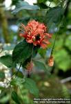 Photo: Hibiscus schizopetalus 1.