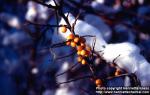 Photo: Hippophae rhamnoides 11.