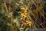 Photo: Hippophae rhamnoides 6.