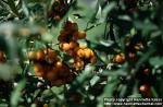 Photo: Hippophae rhamnoides 7.