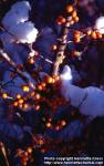 Photo: Hippophae rhamnoides 9.